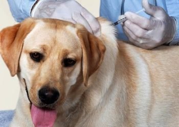 LA COSTA: La campaña de vacunación antirrábica gratuita llega este miércoles a Mar de Ajó Norte