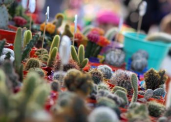 LA COSTA: Este fin de semana vuelven a funcionar las ferias itinerantes en La Costa