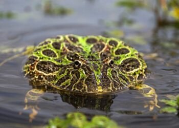 GENERAL LAVALLE: El municipio firmó un convenio de trabajo con el Instituto de Ecología, Genética y Evolución de Buenos Aires (UBA-CONICET)