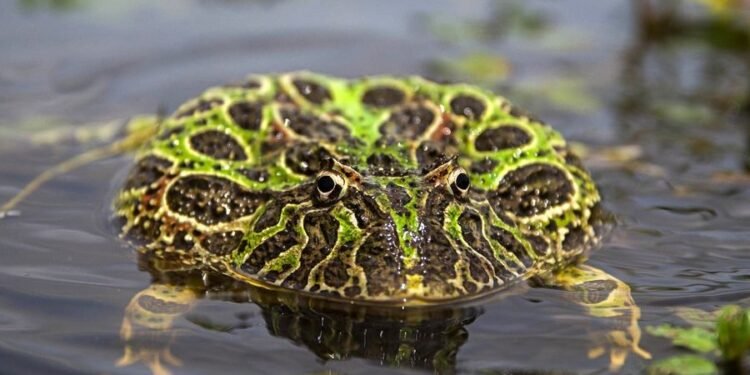 GENERAL LAVALLE: El municipio firmó un convenio de trabajo con el Instituto de Ecología, Genética y Evolución de Buenos Aires (UBA-CONICET)