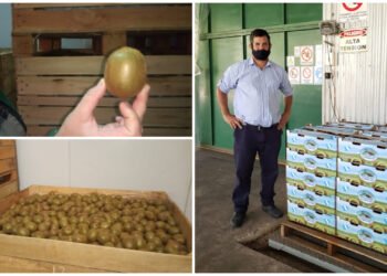 PARTIDO DE GENERAL MADARIAGA: Los kiwis de Macedo llegaron al Mercado Concentrador