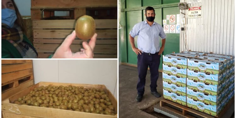 PARTIDO DE GENERAL MADARIAGA: Los kiwis de Macedo llegaron al Mercado Concentrador