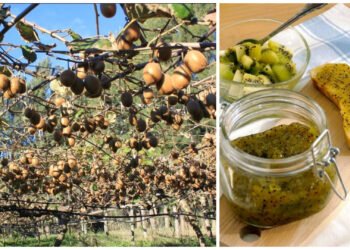 PARTIDO DE GENERAL MADARIAGA: Realizarán una visita guiada al kiwal de Macedo que culminará con un taller de elaboración de dulces