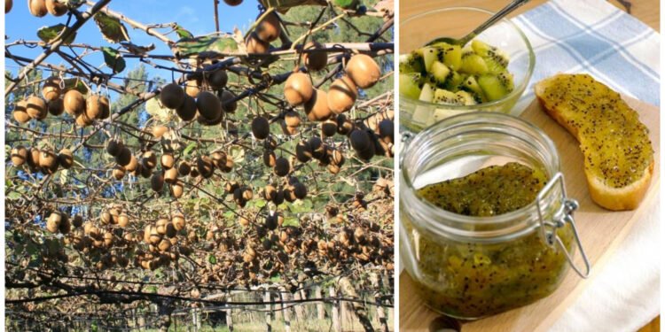 PARTIDO DE GENERAL MADARIAGA: Realizarán una visita guiada al kiwal de Macedo que culminará con un taller de elaboración de dulces