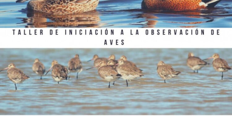 PARTIDO DE GENERAL MADARIAGA: ¿Qué esperás para anotarte al “Taller de Iniciación a la Observación de Aves” en Lavalle?