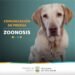 PARTIDO DE VILLA GESELL: Zoonosis avanza en la concientización de cuidado animal