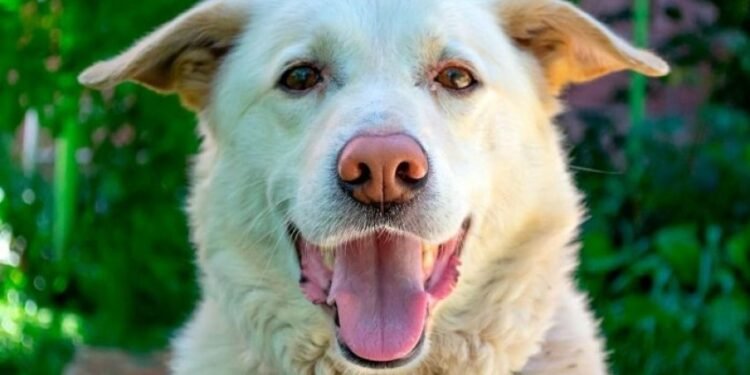 PARTIDO DE GENERAL LAVALLE: PAVÓN: El próximo miércoles habrá jornada gratuita de castración de perros