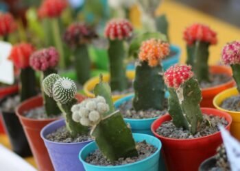 PARTIDO DE LA COSTA: Fin de semana largo: habrá encuentros cactuseros en San Clemente y Santa Teresita