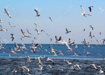 PARTIDO DE LA COSTA: Mañana sábado se realiza el 3° Festival de Bienvenida a las Aves Migratorias en San Clemente