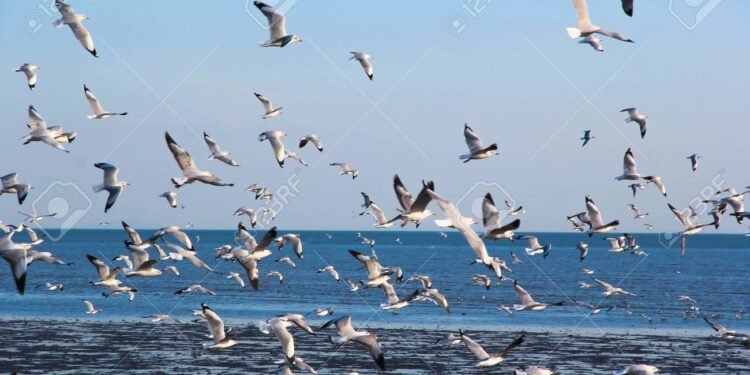 PARTIDO DE LA COSTA: Mañana sábado se realiza el 3° Festival de Bienvenida a las Aves Migratorias en San Clemente