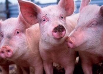 PARTIDO DE GENERAL LAVALLE: ¿Qué es la Triquinosis y cómo prevenir la enfermedad?