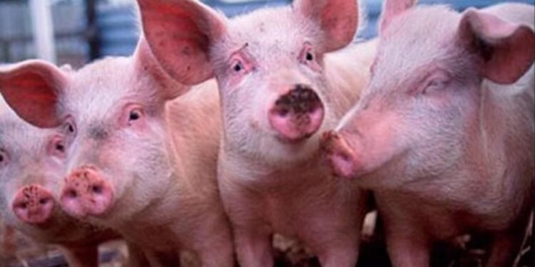 PARTIDO DE GENERAL LAVALLE: ¿Qué es la Triquinosis y cómo prevenir la enfermedad?