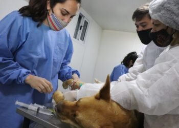 LA COSTA: La campaña de castraciones gratuitas para caninos y felinos continúa en Mar de Ajó