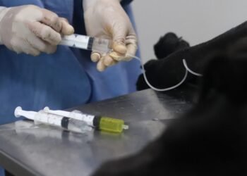 LA COSTA: Esta semana continúa la campaña de castraciones gratuitas para perros y gatos en San Clemente