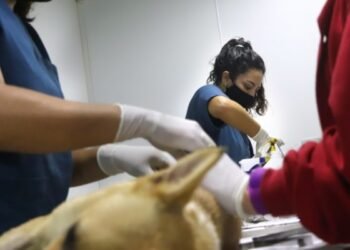 LA COSTA: La campaña de castraciones gratuitas para perros y gatos continúa en Las Toninas