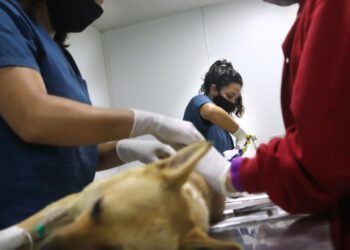 LA COSTA: Sigue la campaña de castraciones gratuitas para perros y gatos en los barrios de San Clemente