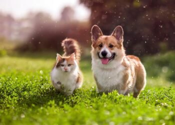 LA COSTA: Continúa en las veterinarias adheridas la campaña gratuita de vacunación antirrábica