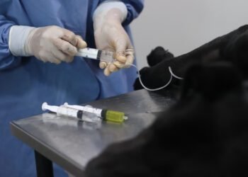 LA COSTA: La campaña de castraciones gratuitas para perros y gatos llega a Las Toninas