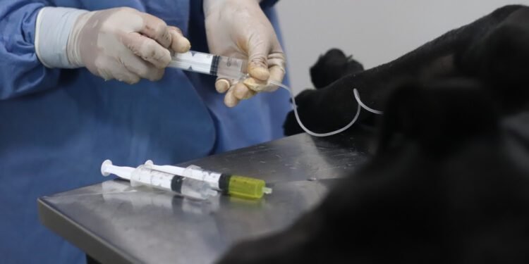 LA COSTA: La campaña de castraciones gratuitas para perros y gatos llega a Las Toninas