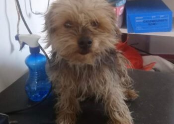 LA COSTA: La campaña de castraciones gratuitas para caninos y felinos continúa en Las Toninas