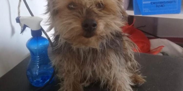 LA COSTA: La campaña de castraciones gratuitas para caninos y felinos continúa en Las Toninas