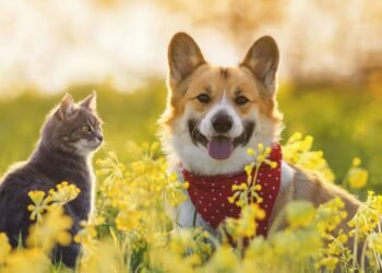 LA COSTA: La campaña de castraciones gratuitas para caninos y felinos llega a las localidades de zona centro