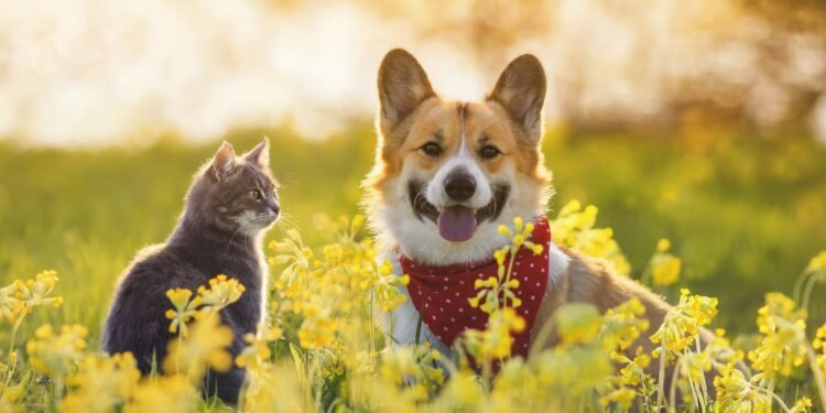 LA COSTA: La campaña de castraciones gratuitas para caninos y felinos llega a las localidades de zona centro