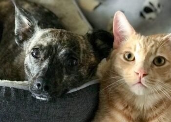 LA COSTA: La vacunación antirrábica gratuita para perros y gatos continúa en Las Toninas, Mar del Tuyú y Nueva Atlantis