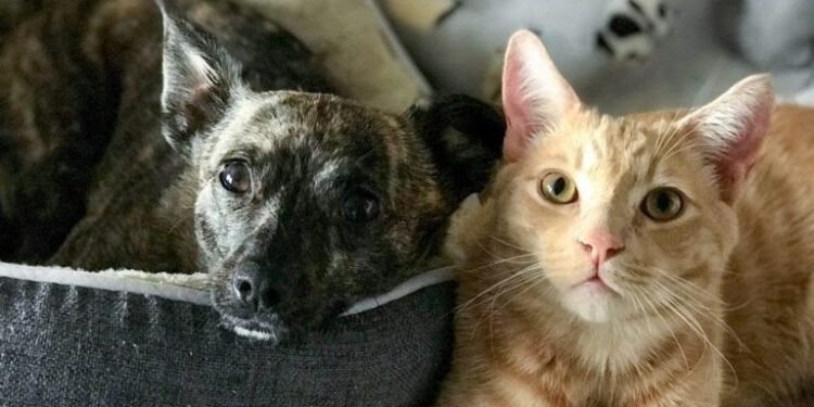 LA COSTA: La campaña de vacunación antirrábica gratuita para perros y gatos continúa en el espacio de Cuidado Animal