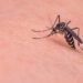 Medidas para minimizar la proliferación de mosquitos y prevenir la aparición de dengue
