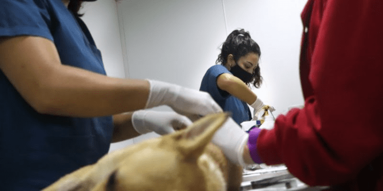 Arranca en zona sur la campaña de castraciones gratuitas para caninos y felinos