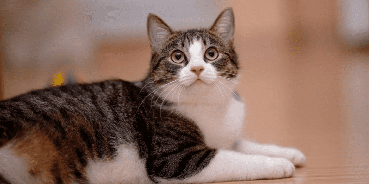 Castraciones gratuitas de perros y gatos: se vienen los jueves y viernes de los felinos