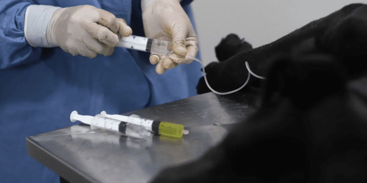 La campaña de castraciones gratuitas continúa esta semana en Villa Clelia