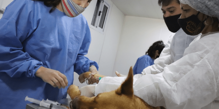 Así continúa la campaña de castraciones gratuitas en mayo en el Partido de La Costa