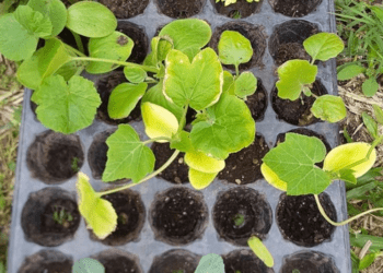 Comienza el programa Eco-Canje con la entrega plantines a cambio de botellas de plástico