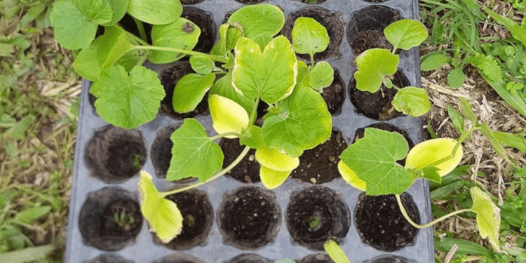 Comienza el programa Eco-Canje con la entrega plantines a cambio de botellas de plástico