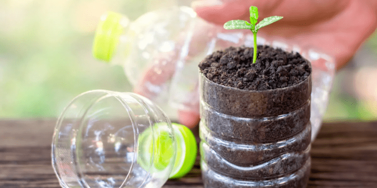 Programa Eco-Canje: se entregan plantas a cambio de botellas de plástico en San Clemente