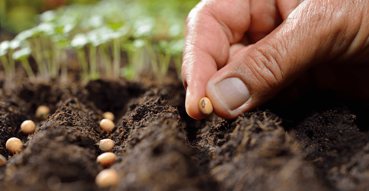 Continúa la entrega de semillas del Programa “Huerta en Casa”