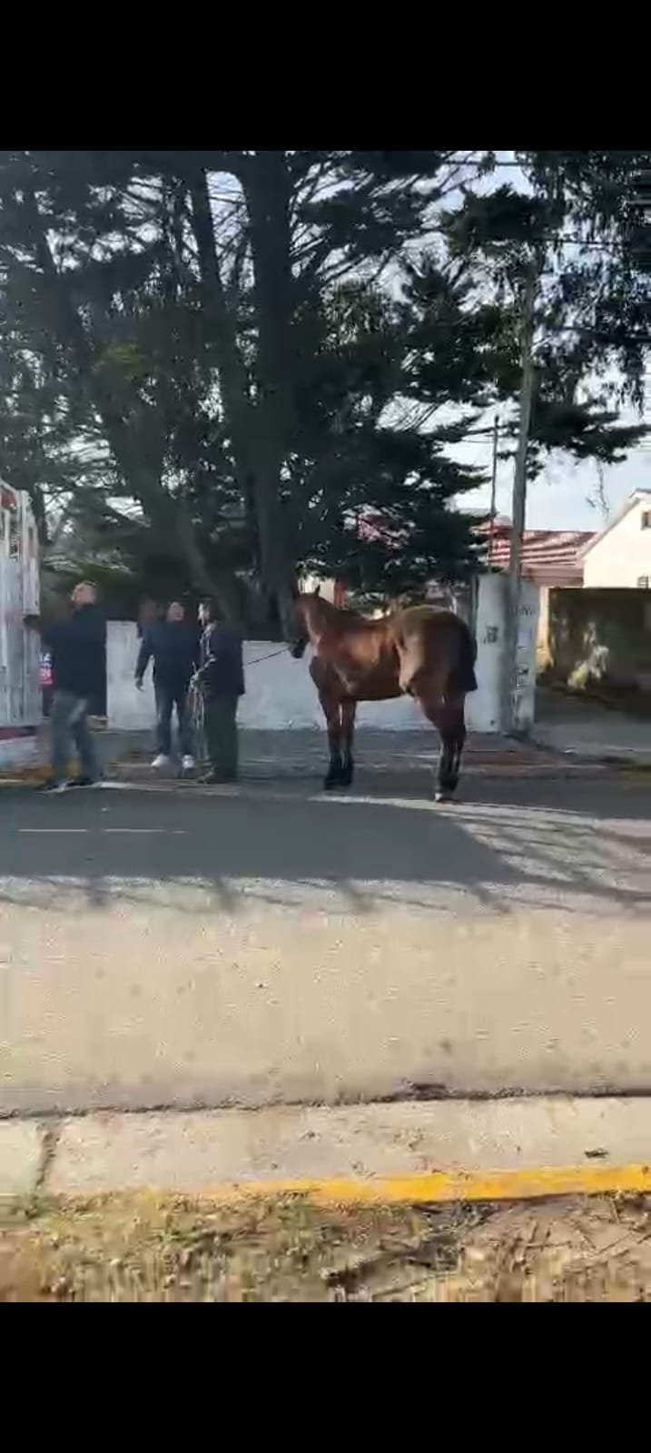 La Municipalidad trabaja en el control de caballos sueltos y apunta a la tenencia responsable