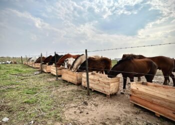 Se realizan mejoras en el predio donde se aloja a los caballos secuestrados en la vía pública