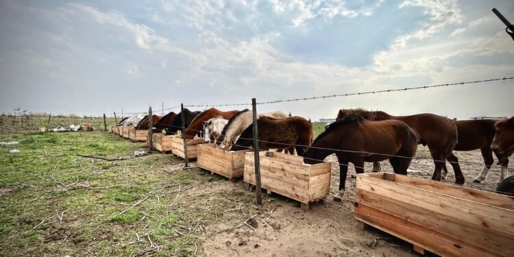 Se realizan mejoras en el predio donde se aloja a los caballos secuestrados en la vía pública