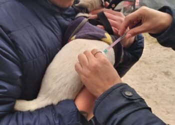 La vacunación antirrábica gratuita se aplicará todas las semanas en el Predio de Zoonosis de Mar del Tuyú