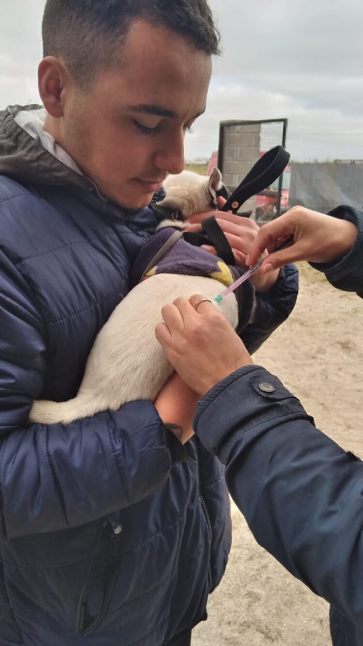 La vacunación antirrábica gratuita se aplicará todas las semanas en el Predio de Zoonosis de Mar del Tuyú