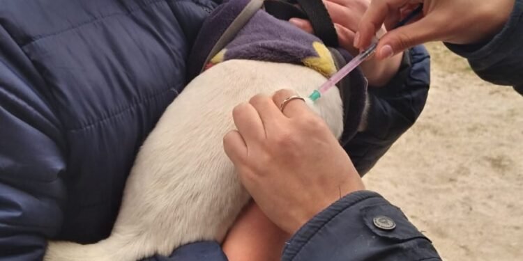 La vacunación antirrábica gratuita se aplicará todas las semanas en el Predio de Zoonosis de Mar del Tuyú