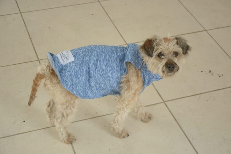 La Costa: Prendas para perros confeccionadas por alumnos del curso de operario de la industria textil