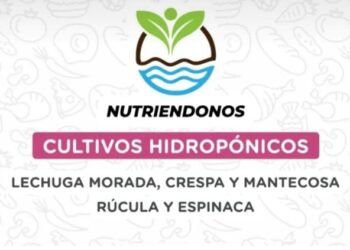 Producción local: Cultivos hidropónicos de San Bernardo ya están disponibles en Mercados Bonaerenses
