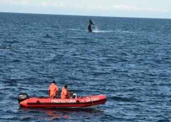 Recomendaciones para navegantes por la presencia de ballenas