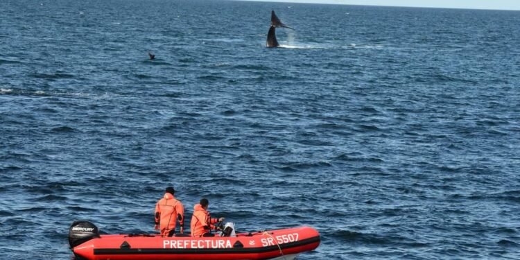 Recomendaciones para navegantes por la presencia de ballenas
