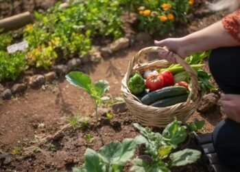 Convocatoria para el programa de “Huertas Urbanas” dirigido a productores locales de alimentos