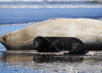 Acontecimiento Histórico: nació un cachorro de elefante marino en Mar de Ajó